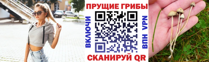 Галлюциногенные грибы Cubensis  Нестеров 